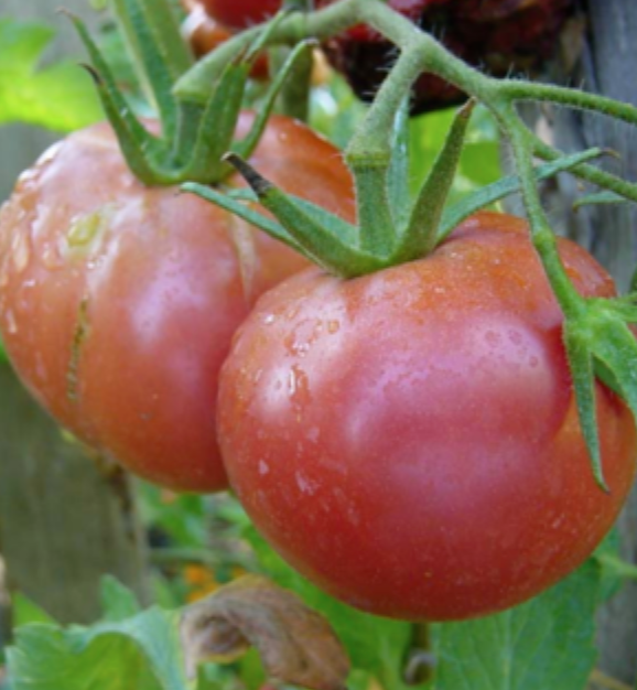 Slicer Tomato, Rose De Berne
